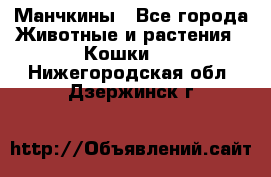 Манчкины - Все города Животные и растения » Кошки   . Нижегородская обл.,Дзержинск г.